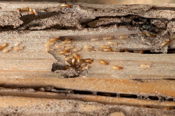 Bird Control in Friendly, MD